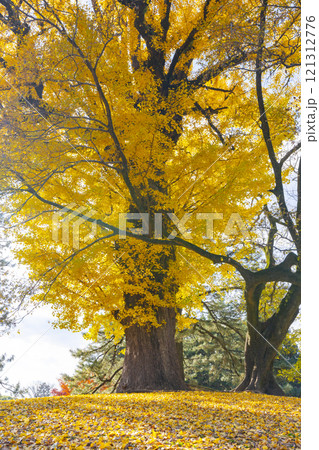 京都御苑　凝華洞跡の大銀杏 121312776