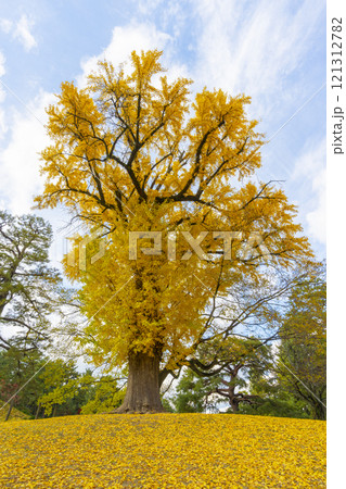 京都御苑 凝華洞跡の大銀杏 京都御苑 凝華洞跡の大銀杏 121312782