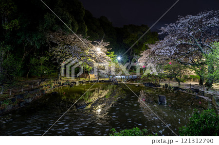 池に映り込む夜の桜 池に映り込む夜の桜 121312790