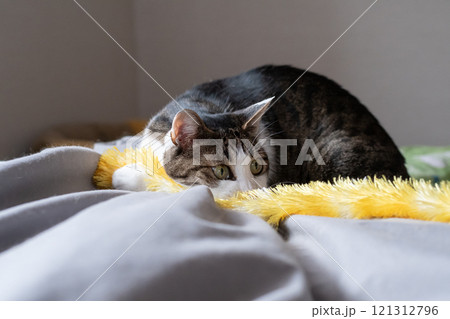 おもちゃで遊ぶ猫　キジトラ猫 121312796