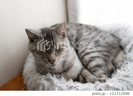 窓辺でくつろぐ猫 サバトラ猫 窓辺でくつろぐ猫 サバトラ猫 121312896