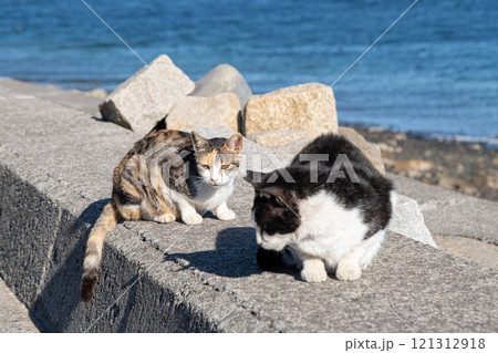 堤防でくつろぐ二匹の猫 堤防でくつろぐ二匹の猫 121312918