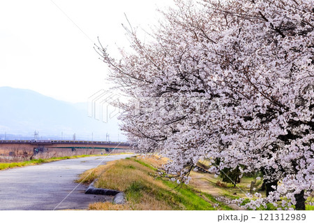 河川敷の桜 121312989