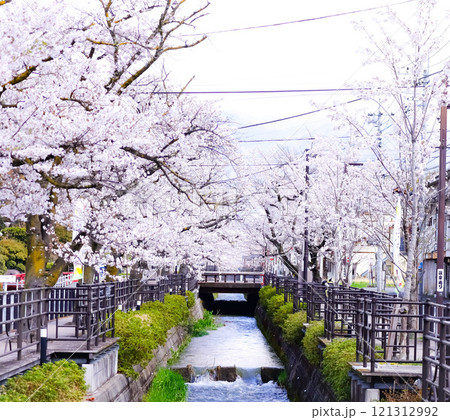 石和温泉街の桜 石和温泉街の桜 121312992