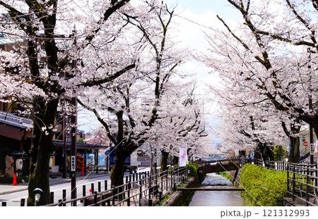石和温泉街の桜 121312993