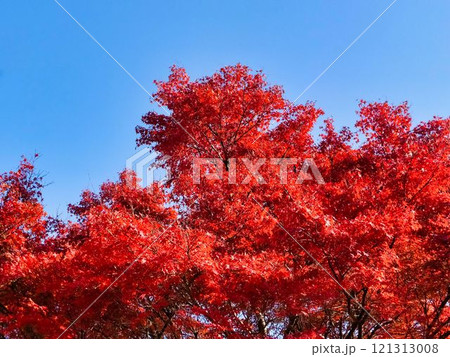 イロハモミジの紅葉 121313008