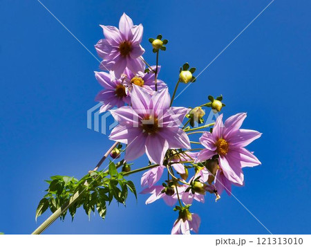 コウテイダリアの花 121313010