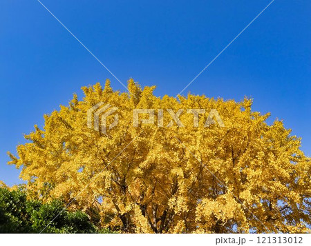 イチョウの黄葉 イチョウの黄葉 121313012