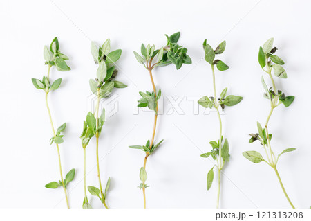 fresh green Thyme herb plant fresh green Thyme herb plant 121313208
