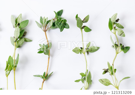 fresh green Thyme herb plant fresh green Thyme herb plant 121313209