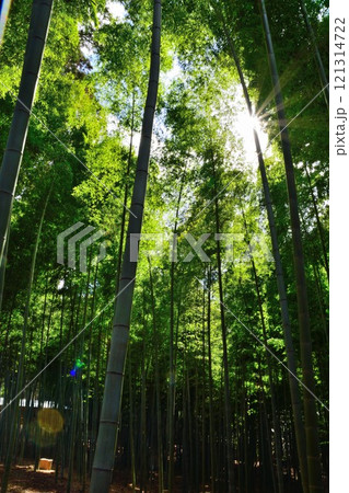 竹林を見上げる 竹林を見上げる 121314722