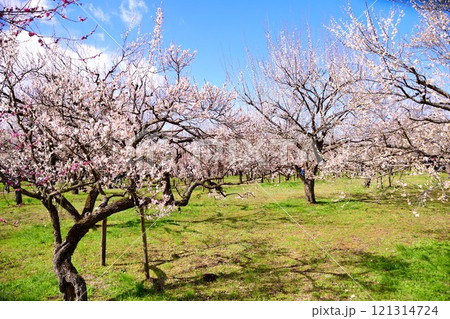 早春の偕楽園の梅林 早春の偕楽園の梅林 121314724