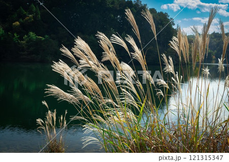 ダム湖畔 121315347