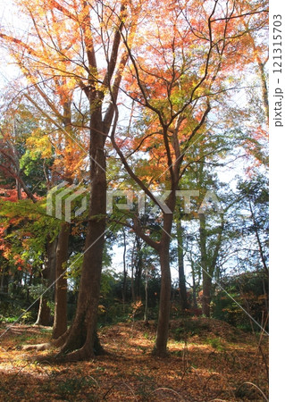 紅葉したもみじの森 紅葉したもみじの森 121315703