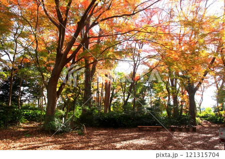 紅葉したもみじの森 紅葉したもみじの森 121315704