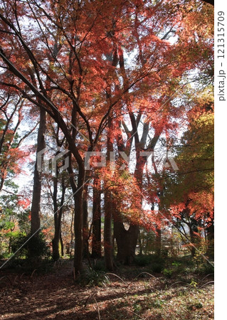紅葉したもみじの森 121315709