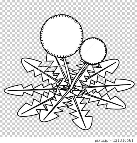 タンポポが綿毛になったイラスト 121316561