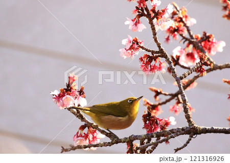 梅の花と戯れるメジロ 121316926