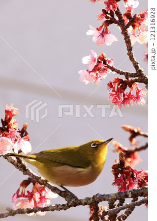 梅の花と戯れるメジロ 梅の花と戯れるメジロ 121316928