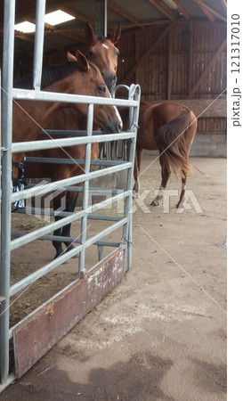 Cows are present in the barn along with a sturdy metal gate for better access control 121317010