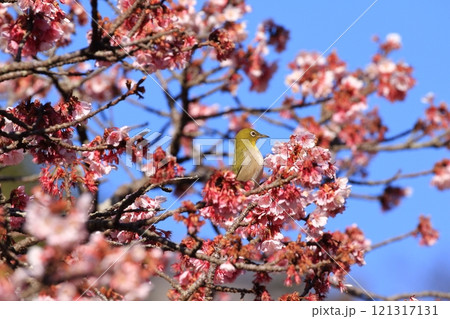 梅の花と戯れるメジロ 121317131