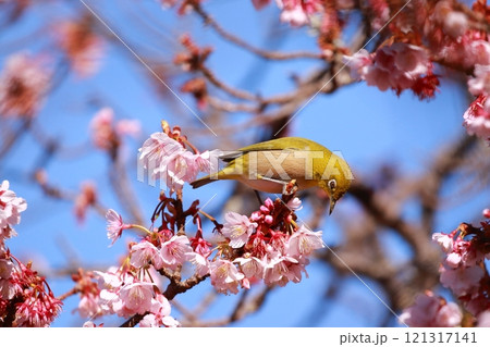 梅の花と戯れるメジロ 梅の花と戯れるメジロ 121317141