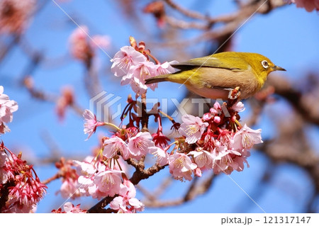 梅の花と戯れるメジロ 121317147