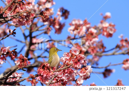 梅の花と戯れるメジロ 121317247