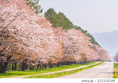 静内二十間通り桜_0846 静内二十間通り桜_0846 121318189