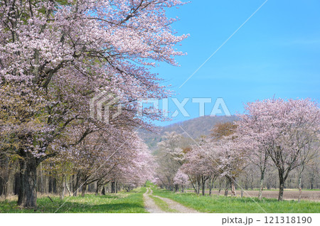 静内二十間通り桜_7203 静内二十間通り桜_7203 121318190