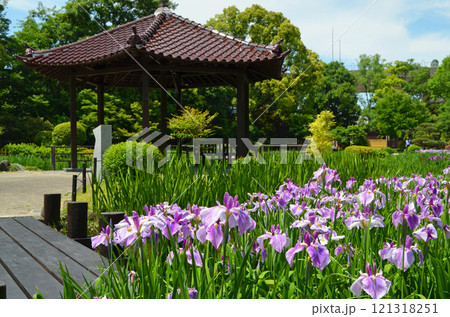 大阪　城北菖蒲園の花菖蒲 121318251