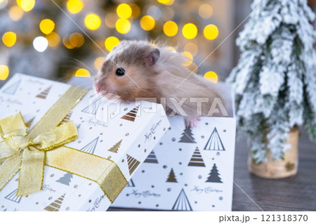 Funny shaggy fluffy hamster sitting in a gift box on the Christmas tree on a Christmas background with fairy lights and bokeh Funny shaggy fluffy hamster sitting in a gift box on the Christmas tree on a Christmas background with fairy lights and bokeh 121318370