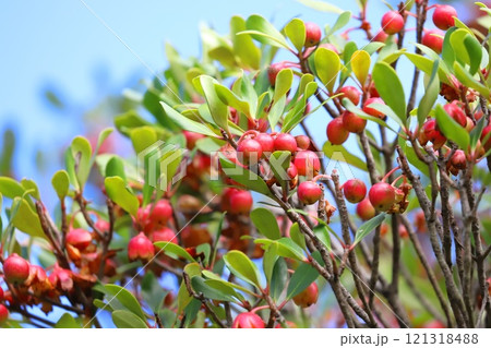 木斛(モッコク)の赤い実と種 木斛(モッコク)の赤い実と種 121318488