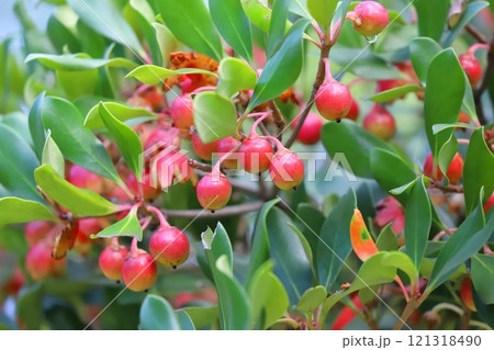 木斛（モッコク）の赤い実と種 121318490