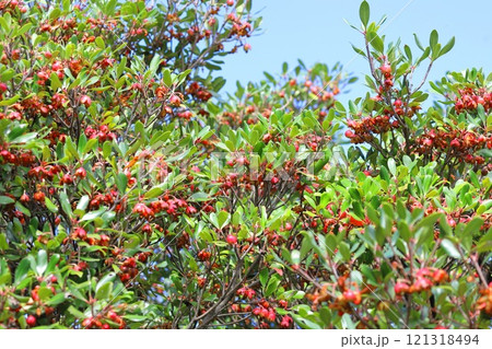 木斛(モッコク)の赤い実と種 木斛(モッコク)の赤い実と種 121318494
