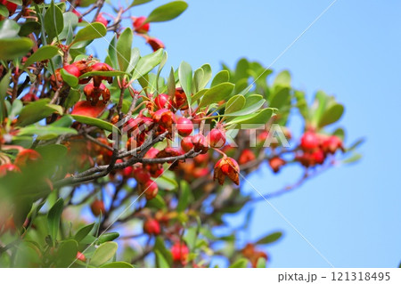 木斛（モッコク）の赤い実と種 121318495