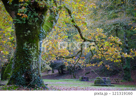 Beech Tree in Autumn in Ucieda, Cabuerniga Valley, Spain Beech Tree in Autumn in Ucieda, Cabuerniga Valley, Spain 121319160