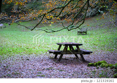 Picnic Table Under Mossy Beech Tree in Ucieda Forest, Spain 121319161