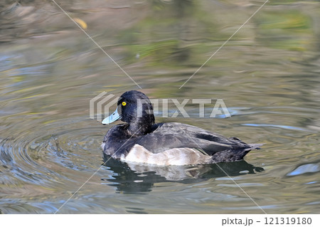 カモ目カモ科スズガモ属 キンクロハジロ カモ目カモ科スズガモ属 キンクロハジロ 121319180