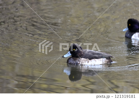 カモ目カモ科スズガモ属 キンクロハジロ カモ目カモ科スズガモ属 キンクロハジロ 121319181