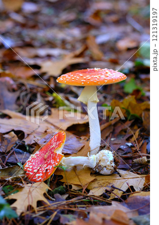 Amanita Muscaria or fly agaric Mushrooms in an oak Forest. Amanita Muscaria or fly agaric Mushrooms in an oak Forest. 121319197