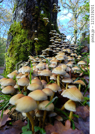 Cluster of Armillaria Mushrooms Growing on Mossy Tree Trunk in Cantabria, Spain. Cluster of Armillaria Mushrooms Growing on Mossy Tree Trunk in Cantabria, Spain. 121319201