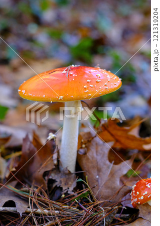 Amanita Muscaria or fly agaric Mushroom in an oak Forest. 121319204