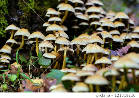 Cluster of Armillaria Mushrooms in Ucieda Forest, Cantabria, Spain. 121319210