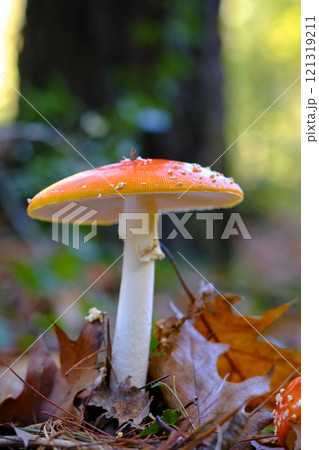 Amanita Muscaria or fly agaric Mushroom in an oak Forest. 121319211