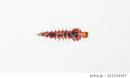 Close-Up of toxorhynchites Mosquito Larva on White Background - Perfect for educational materials, scientific presentations, or biology-related visuals. Close-Up of toxorhynchites Mosquito Larva on White Background - Perfect for educational materials, scientific presentations, or biology-related visuals. 121319267