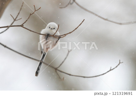 こちらを見ているシマエナガ こちらを見ているシマエナガ 121319691