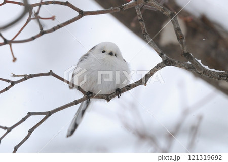 こちらを見ているシマエナガ こちらを見ているシマエナガ 121319692