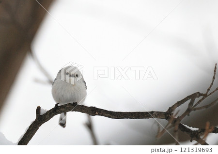 こちらを見ているシマエナガ こちらを見ているシマエナガ 121319693