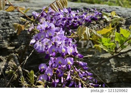 長瀞岩畳に咲くノフジ 長瀞岩畳に咲くノフジ 121320062
